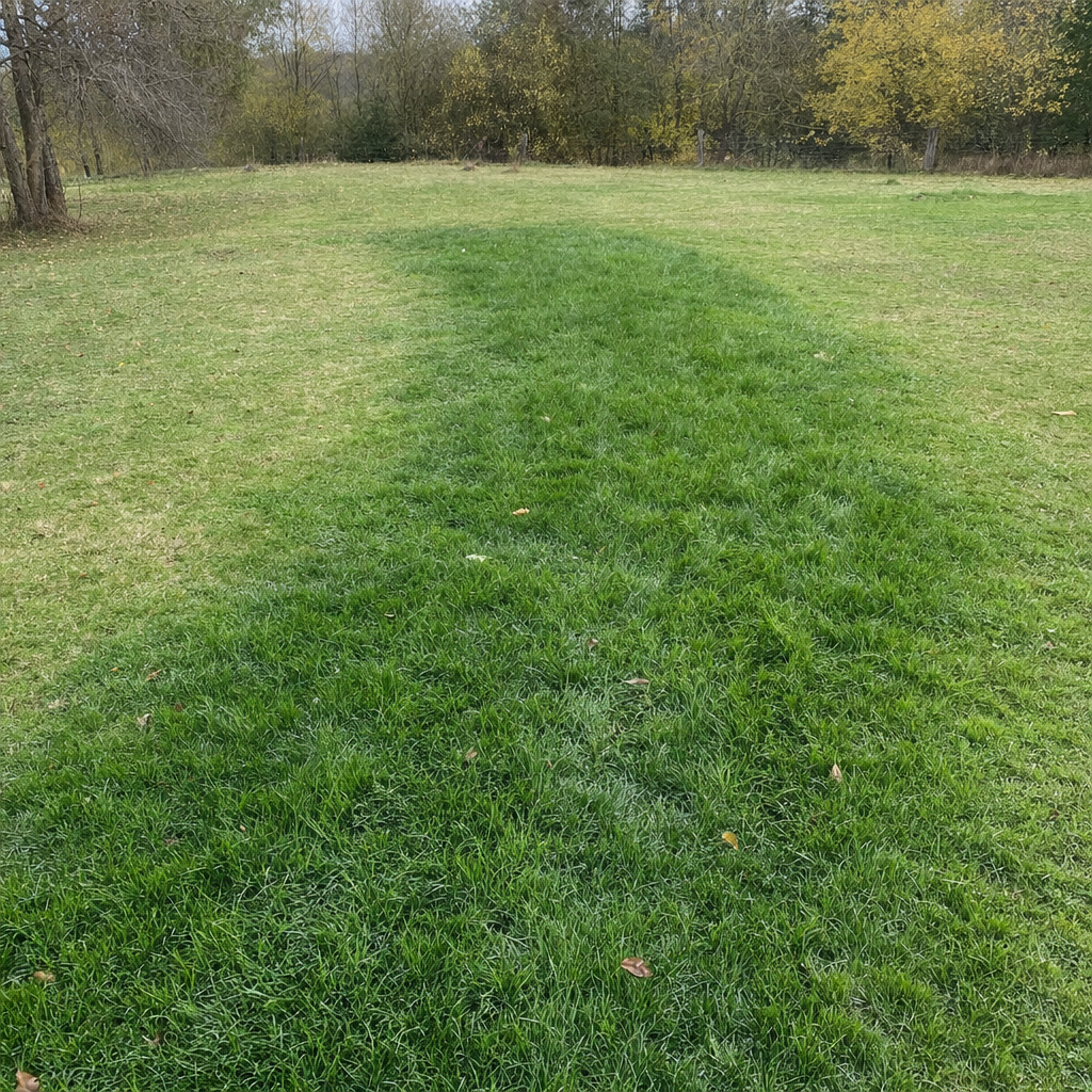 A soggy, unusually green patch of lawn over the drain field of a Quincy home, a sign the septic tank needs pumping